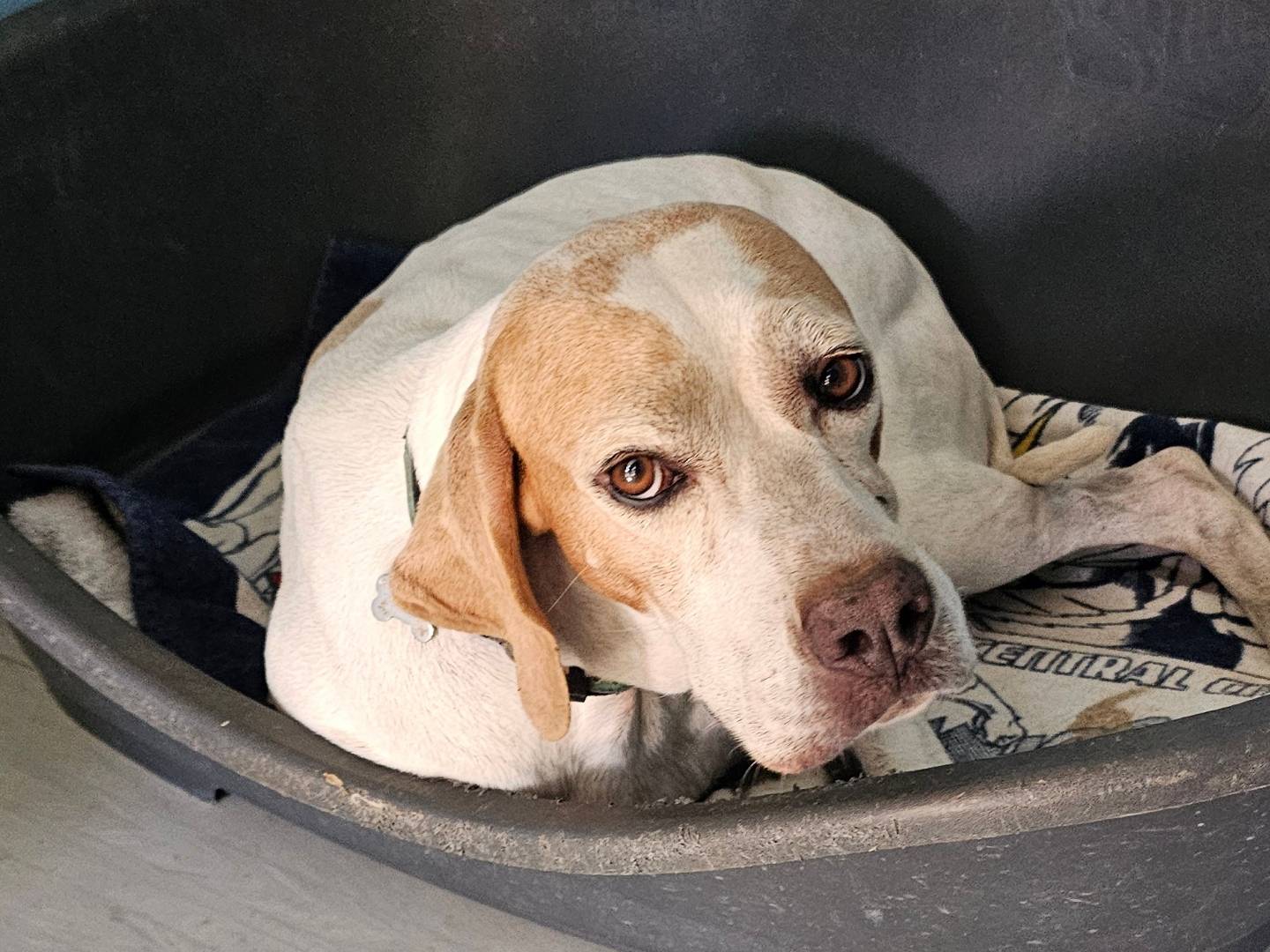 Adotta un cane, taglia media, femmina, Pavia