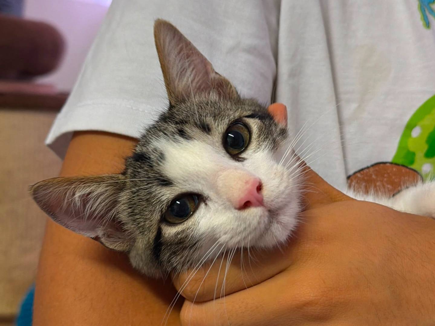 Adozione gatto, maschio, Razza sconosciuta Razza sconosciuta, 3 mesi, taglia non valida, Viterbo
