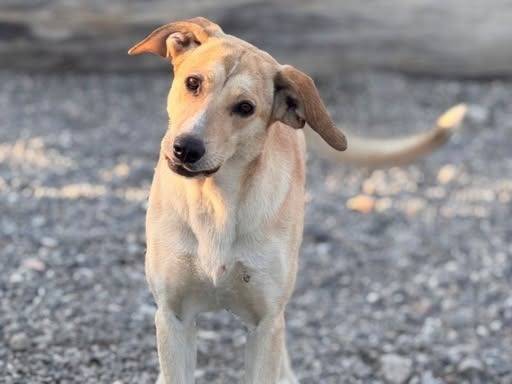 Adozione cane, femmina, Razza sconosciuta Razza sconosciuta, 1 anno e 6 mesi, taglia media, Crotone