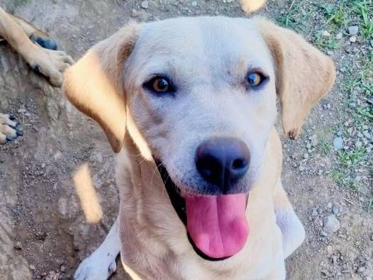 Adozione cane, maschio, Razza sconosciuta Razza sconosciuta, 7 mesi, taglia media, Crotone
