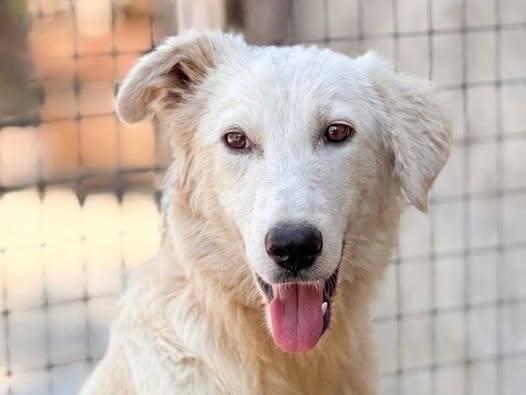 Adozione cane, maschio, Pastore maremmano Razza sconosciuta, 7 mesi, taglia grande, Crotone