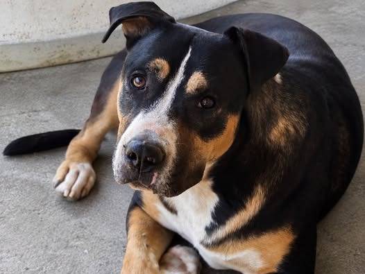 Adozione cane, femmina, Razza sconosciuta Razza sconosciuta, 1 anno e 3 mesi, taglia media, Crotone
