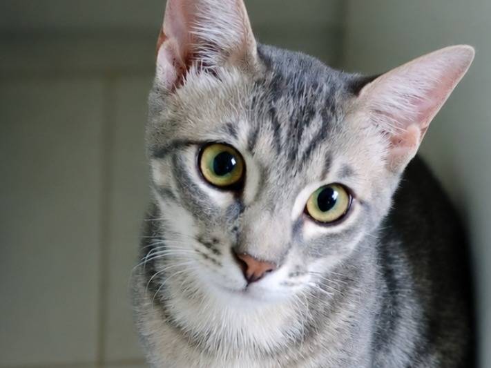Vuoi adottare un gatto a Crotone?