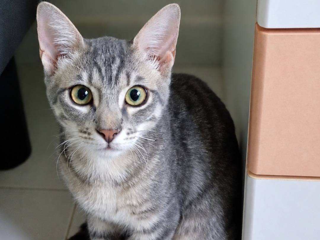 Adotta il gatto Cody a Crotone