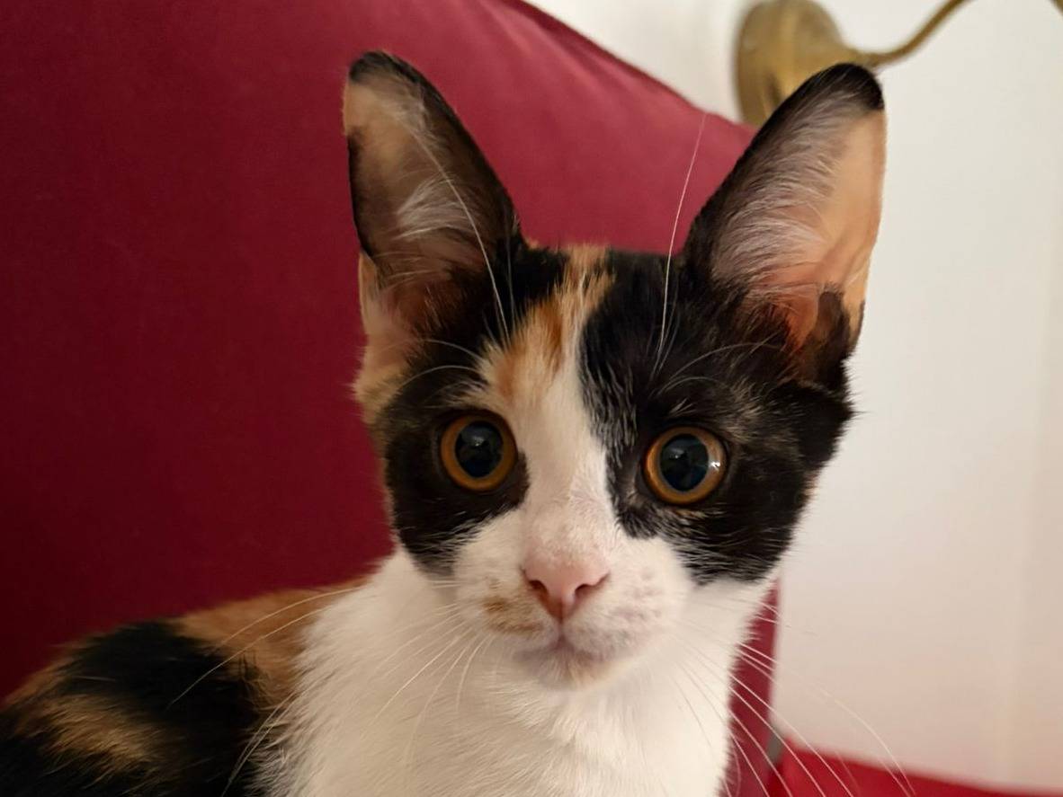 Adozione gatto, femmina, Razza sconosciuta Razza sconosciuta, 3 mesi, taglia non valida, Roma