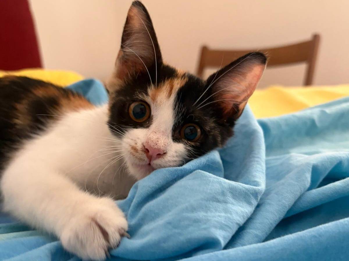 Adotta un gatto, femmina, 3 mesi, Roma