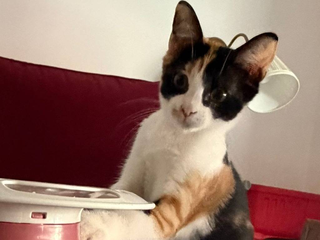 Adotta un gatto, taglia non valida, femmina, Roma