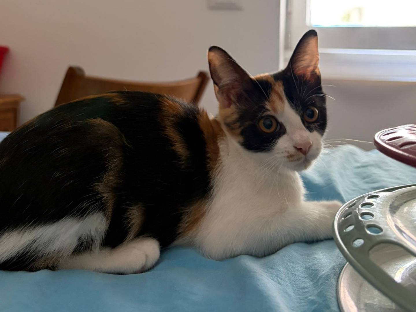 Vuoi adottare un gatto a Roma?