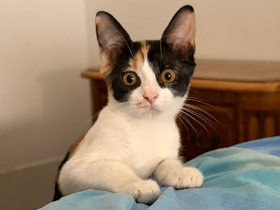 Adotta il gatto Callie a Roma
