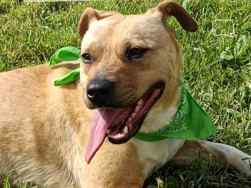 Vuoi adottare un cane a Bologna?