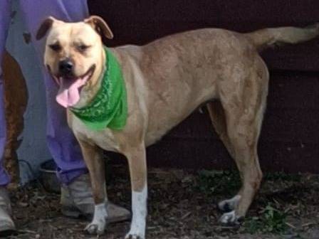 Adotta il cane CANDY a Bologna