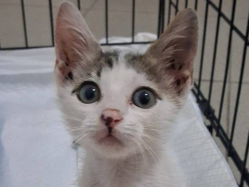 Adozione gatto, femmina, Razza sconosciuta Razza sconosciuta, 2 mesi, taglia non valida, Catanzaro