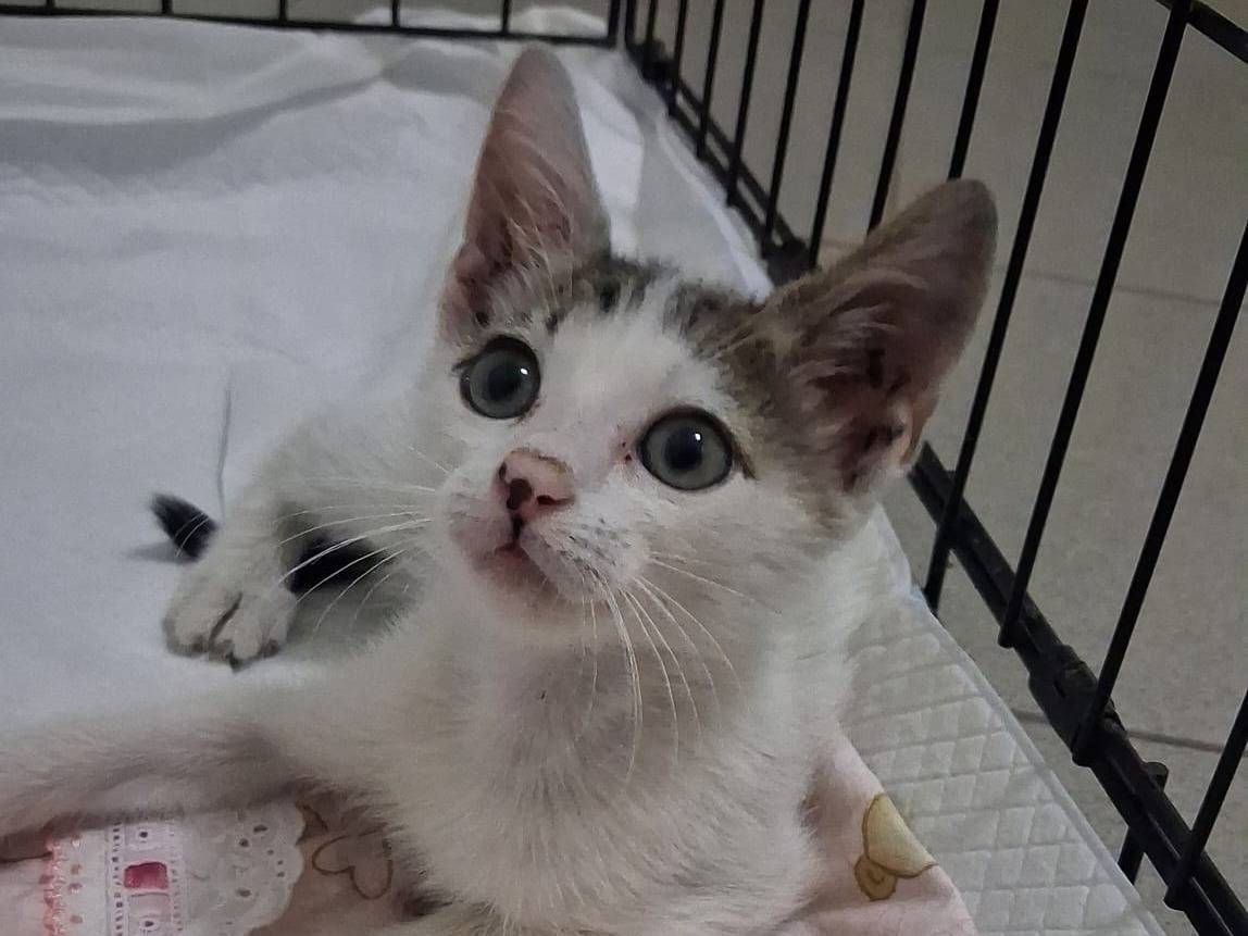 Adotta un gatto, femmina, 2 mesi, Catanzaro