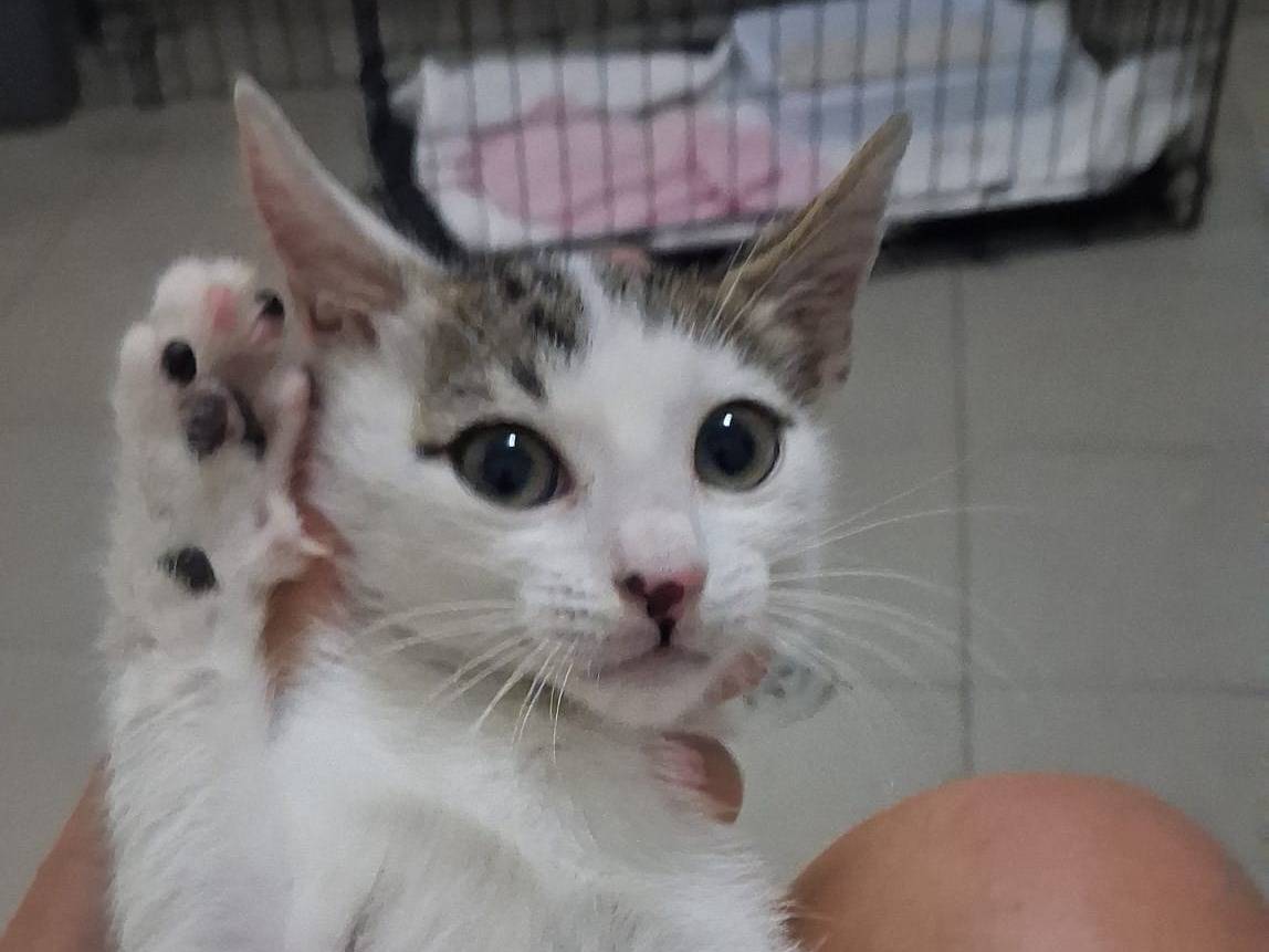 Adotta un gatto, taglia non valida, femmina, Catanzaro