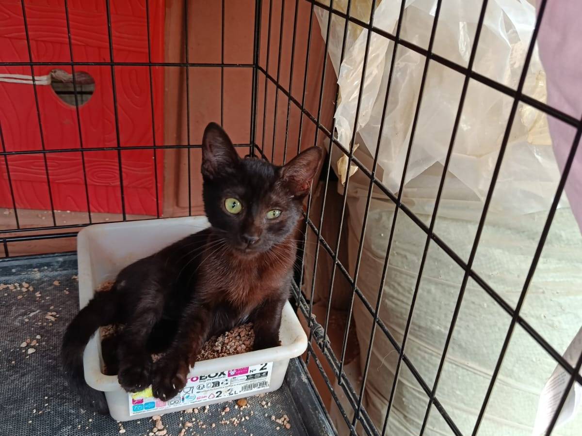 Adozione gatto, maschio, Razza sconosciuta Razza sconosciuta, 2 mesi, taglia non valida, Napoli