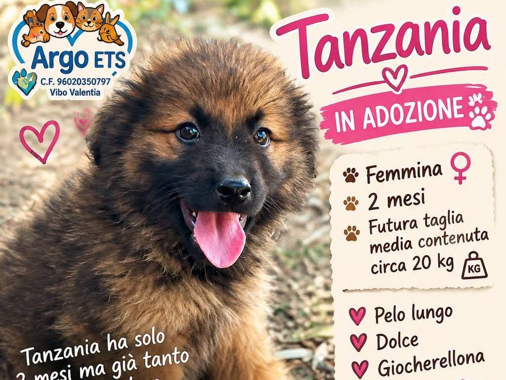 Adozione cane, femmina, Razza sconosciuta Razza sconosciuta, 2 mesi, taglia media, Vibo