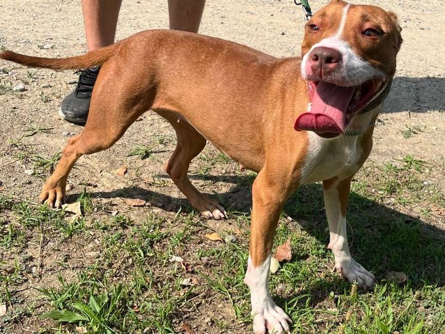 Adozione cane, femmina, Razza sconosciuta Razza sconosciuta, 2 anni e 2 mesi, taglia media, Milano