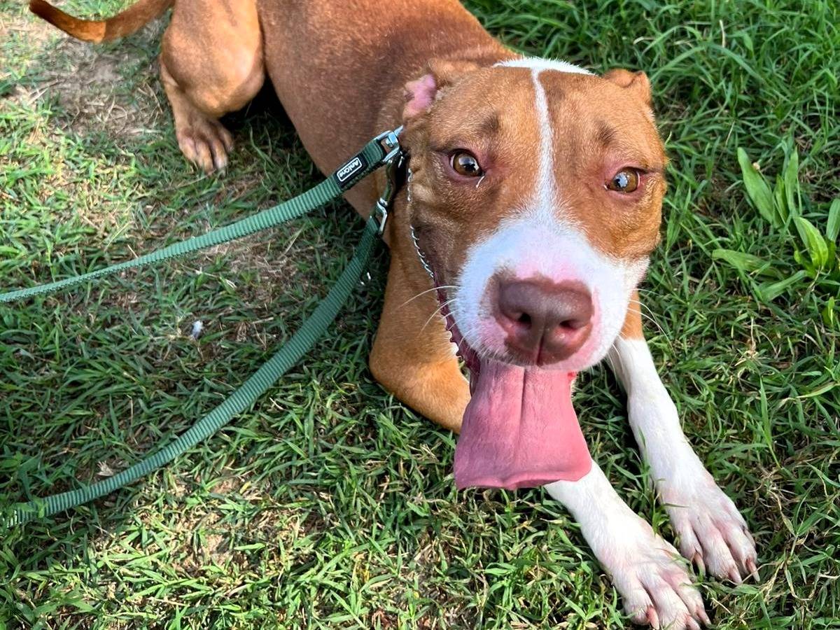 Adotta un cane, femmina, 2 anni e 2 mesi, Milano