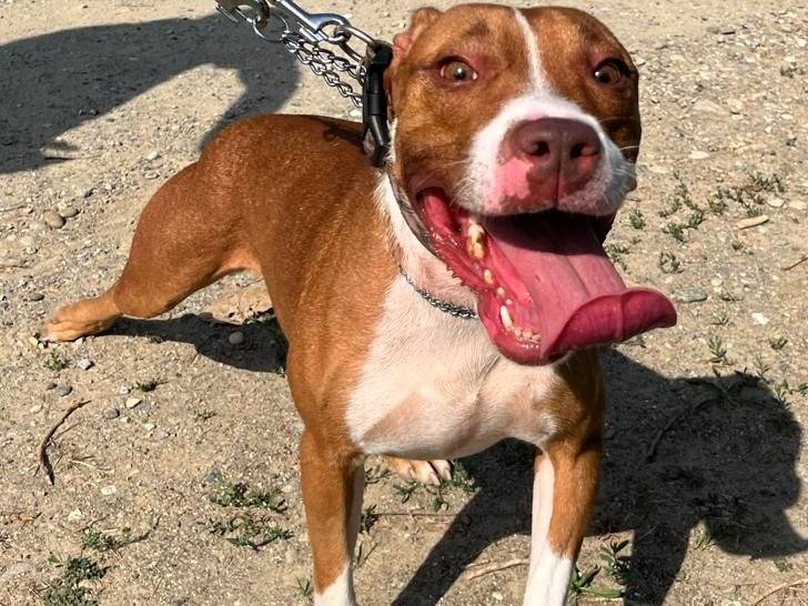 Adotta un cane, taglia media, femmina, Milano