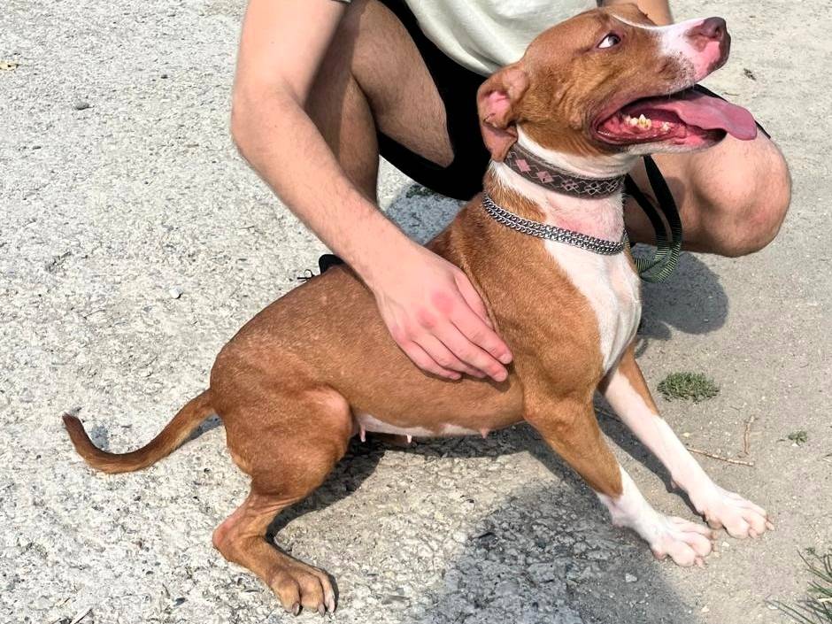 Vuoi adottare un cane a Milano?