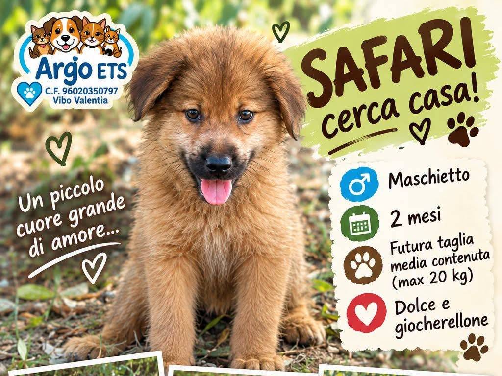 Adozione cane, maschio, Razza sconosciuta Razza sconosciuta, 2 mesi, taglia media, Vibo
