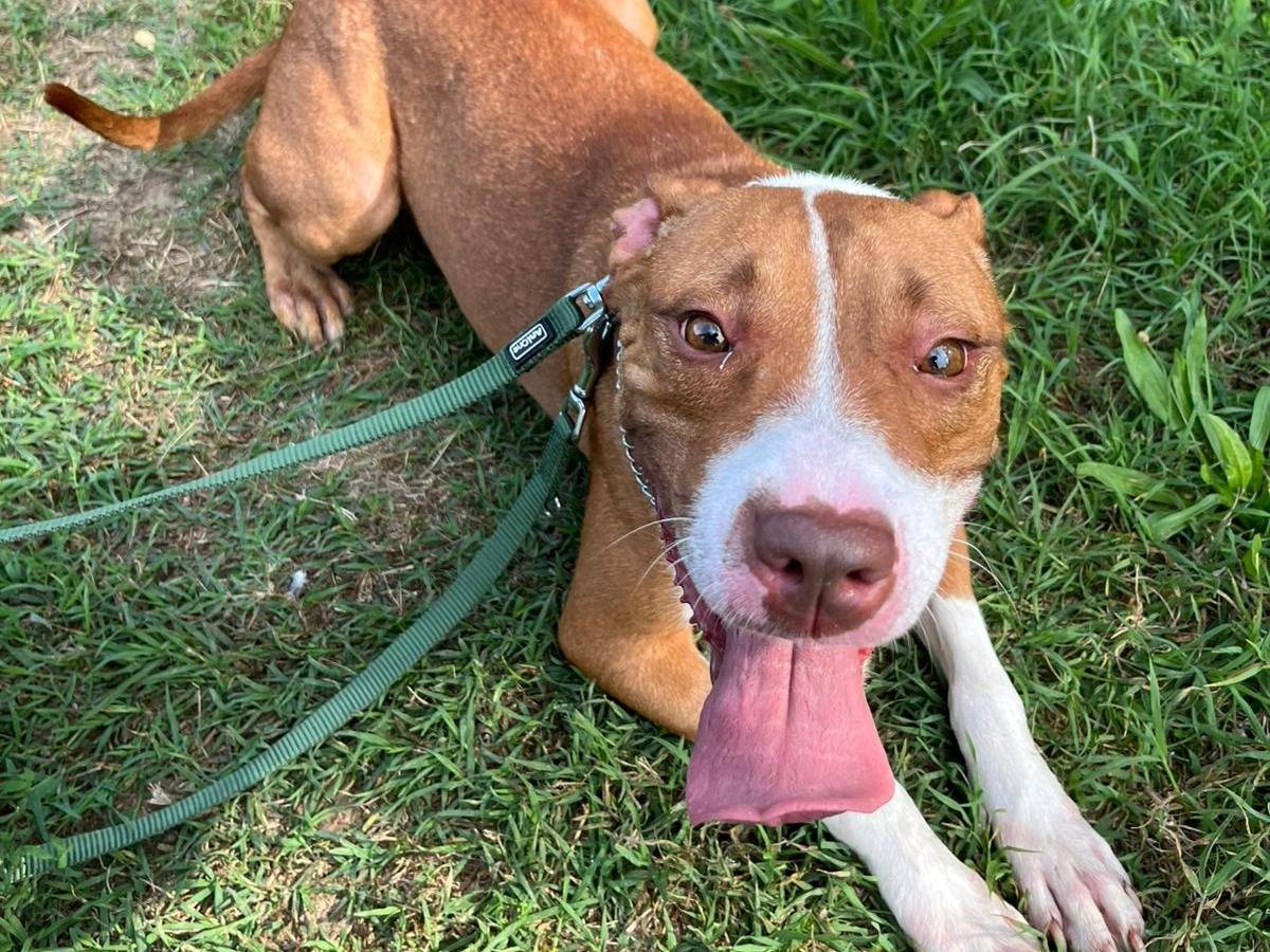 Adotta il cane BONNIE a Milano