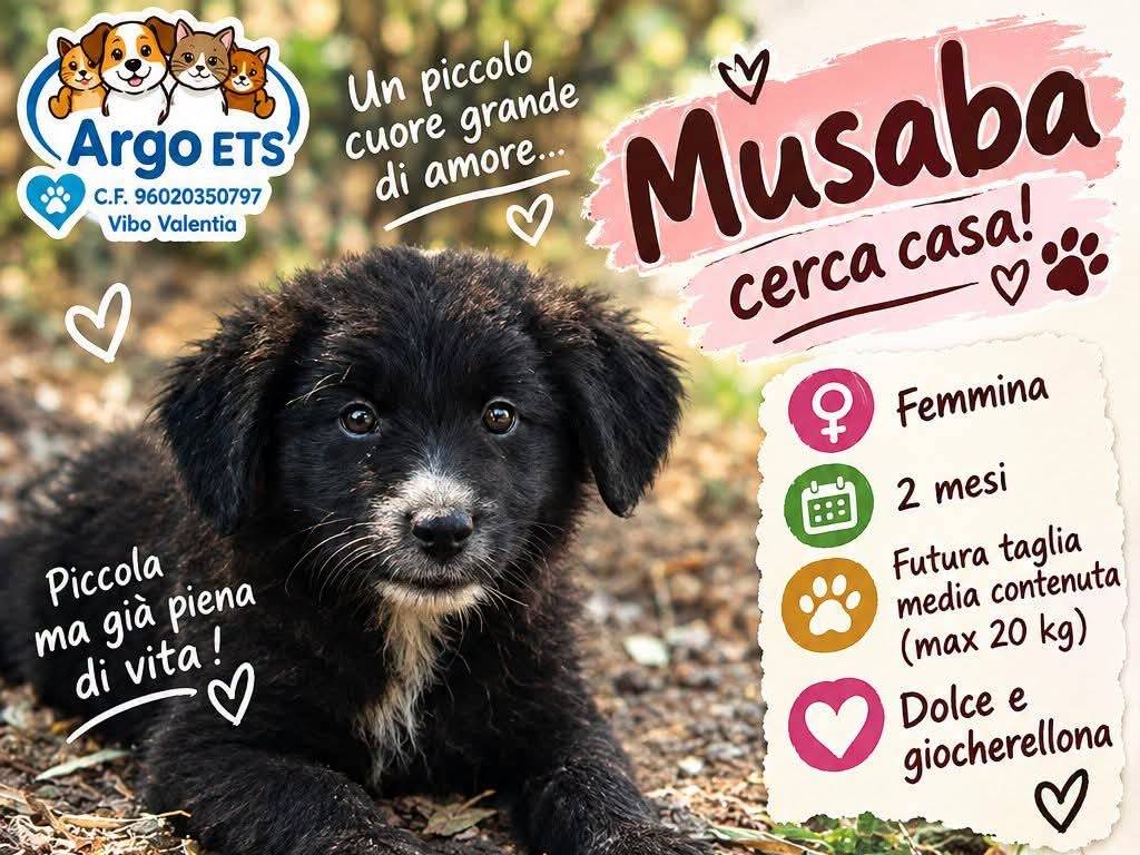 Adozione cane, femmina, Razza sconosciuta Razza sconosciuta, 2 mesi, taglia media, Vibo