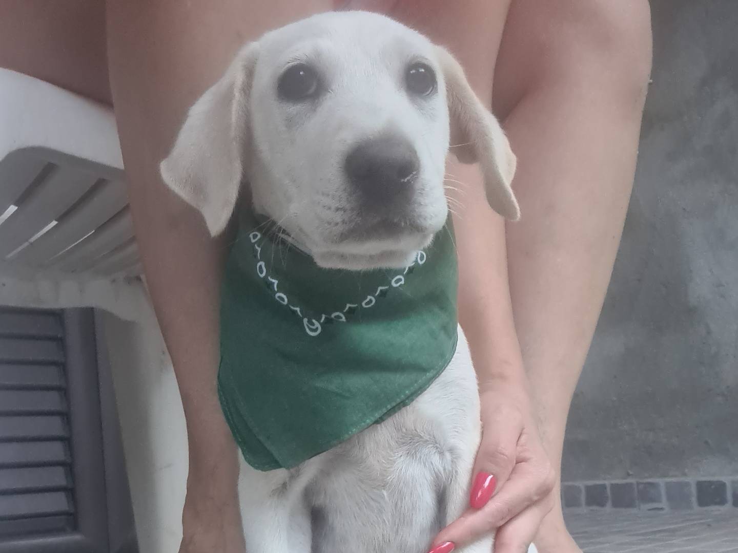 Adotta un cane, taglia media, femmina, Novara