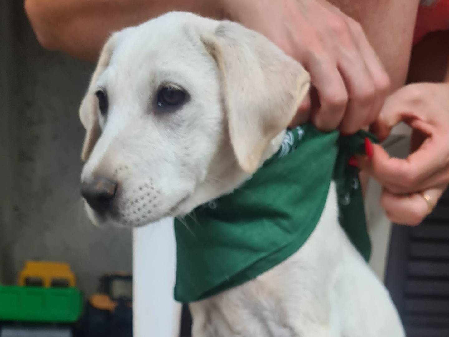 Vuoi adottare un cane a Novara?