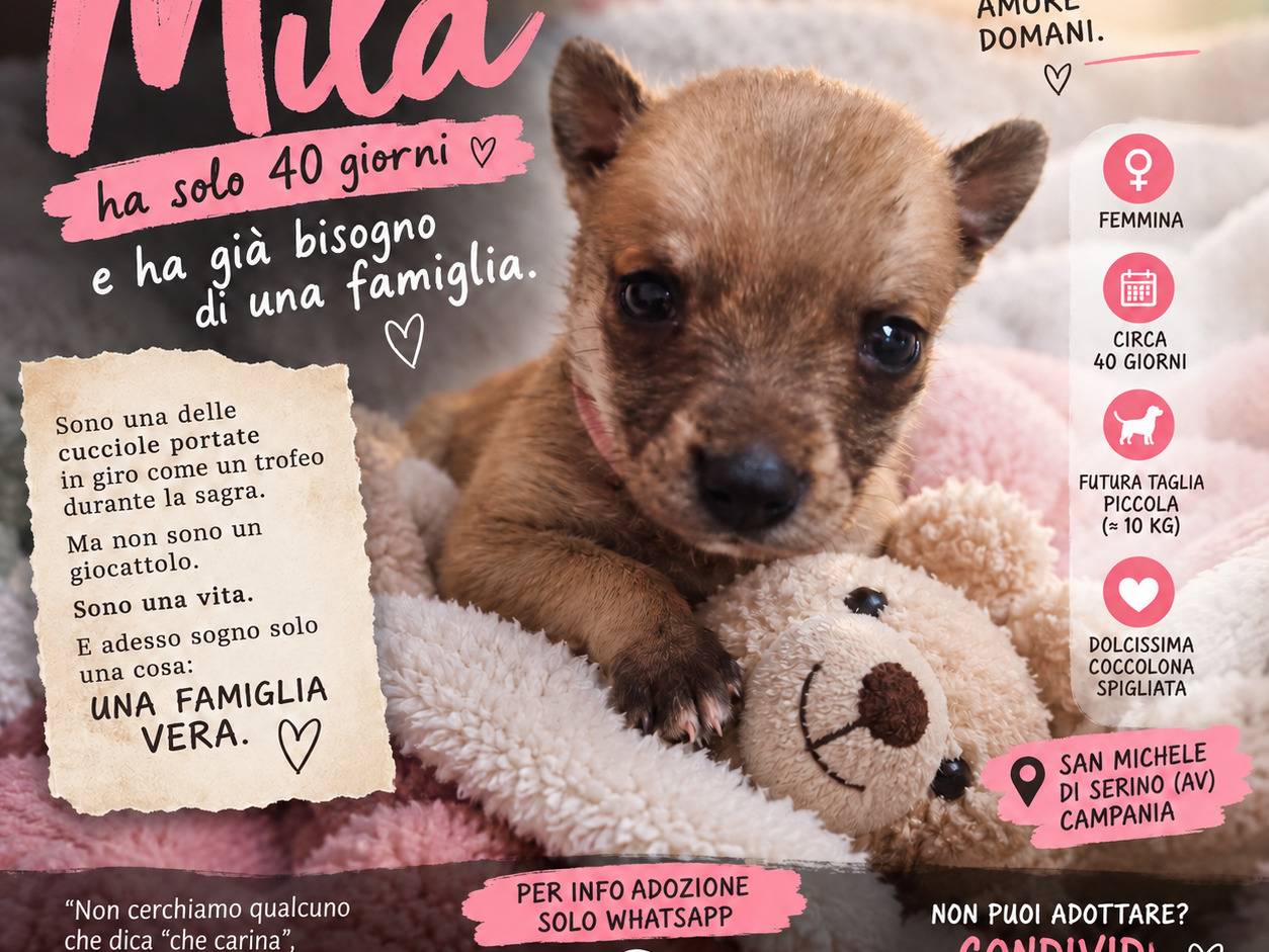 Adotta un cane, taglia media contenuta, femmina, Avellino