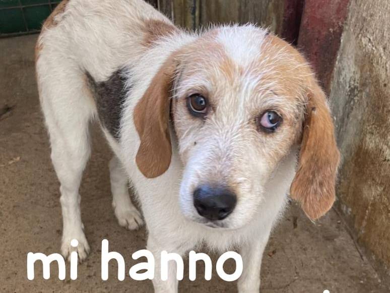 Adozione cane, maschio, Razza sconosciuta Razza sconosciuta, 7 anni e 1 mese, taglia media, Cuneo