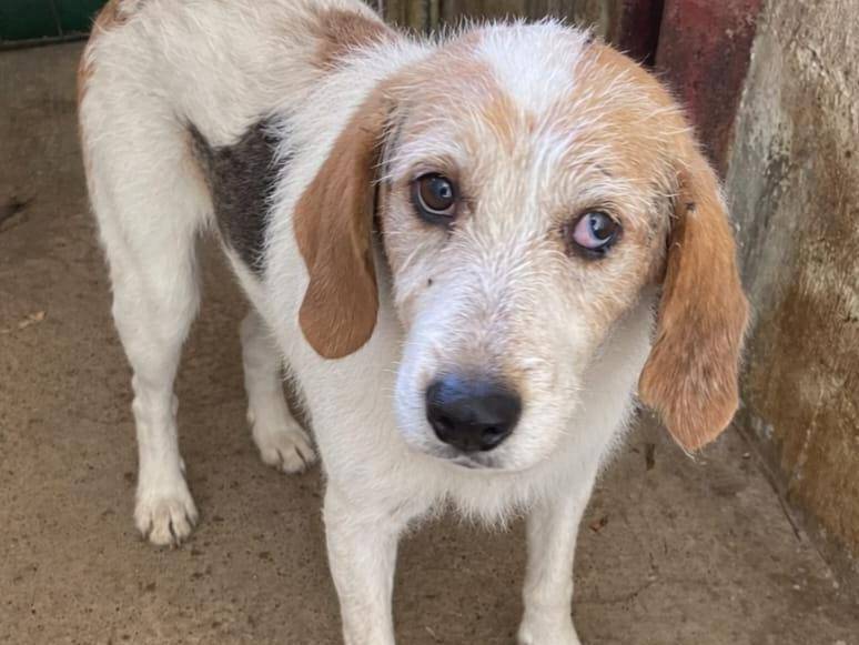 Adotta un cane, maschio, 7 anni e 1 mese, Cuneo