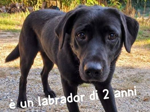 Foto 1 dell'animale