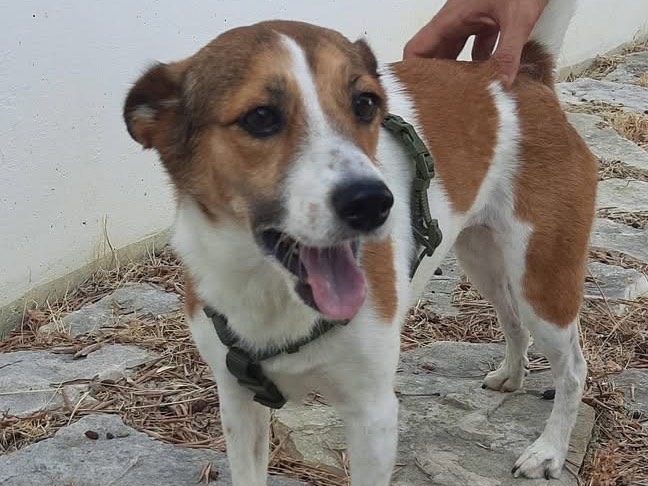 Adozione cane, femmina, Razza sconosciuta Razza sconosciuta, 7 anni, taglia piccola, Pescara