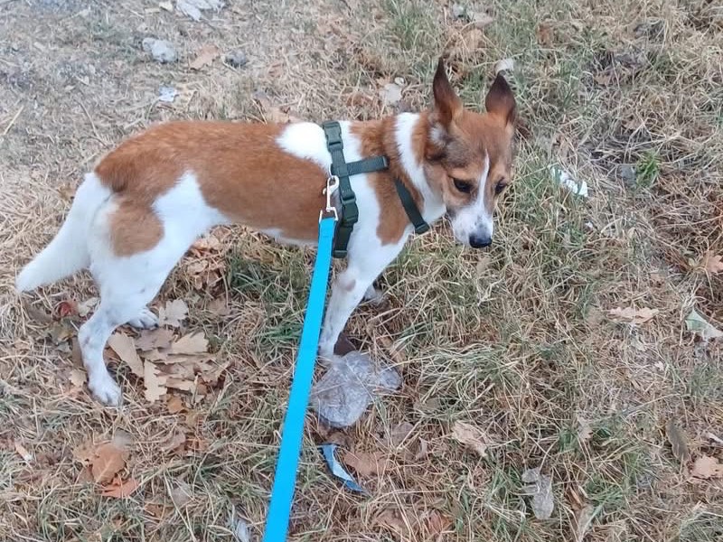 Adotta un cane, taglia piccola, femmina, Pescara