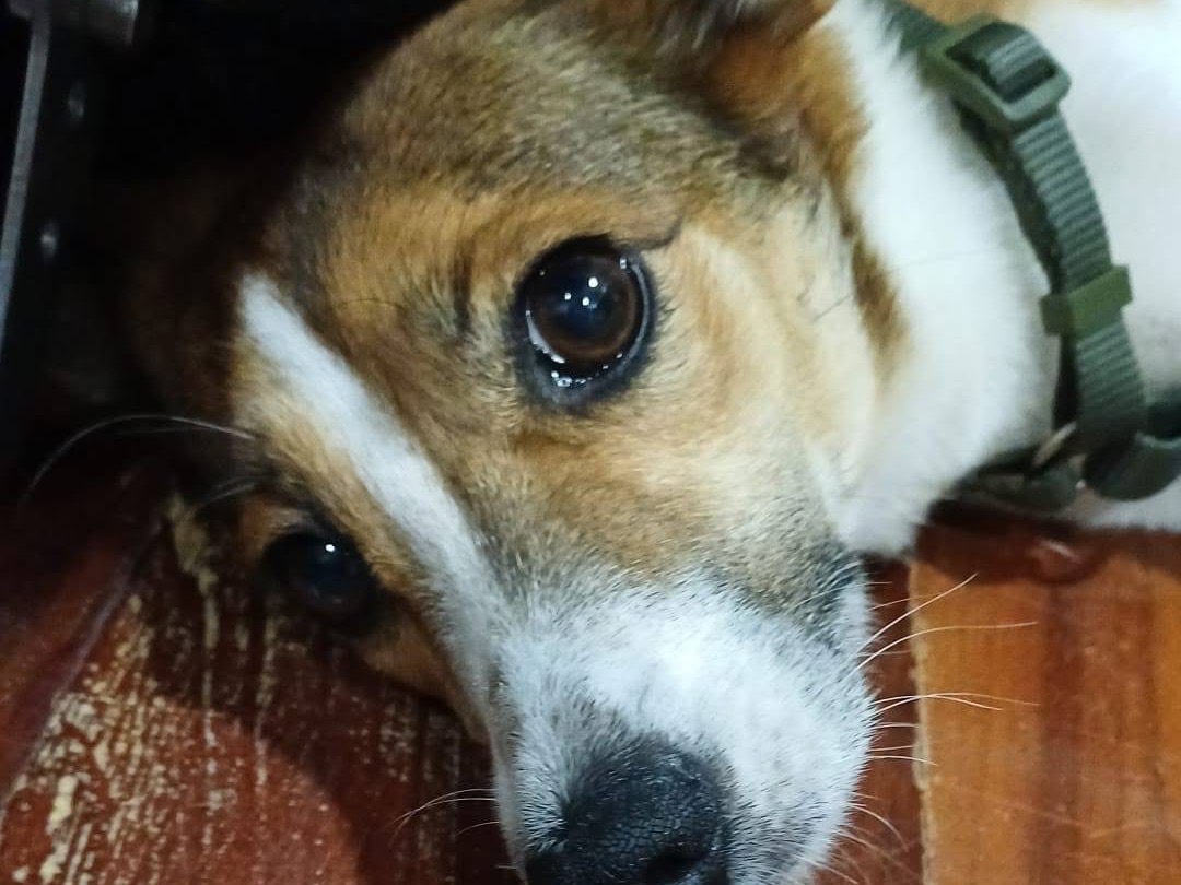 Vuoi adottare un cane a Pescara?