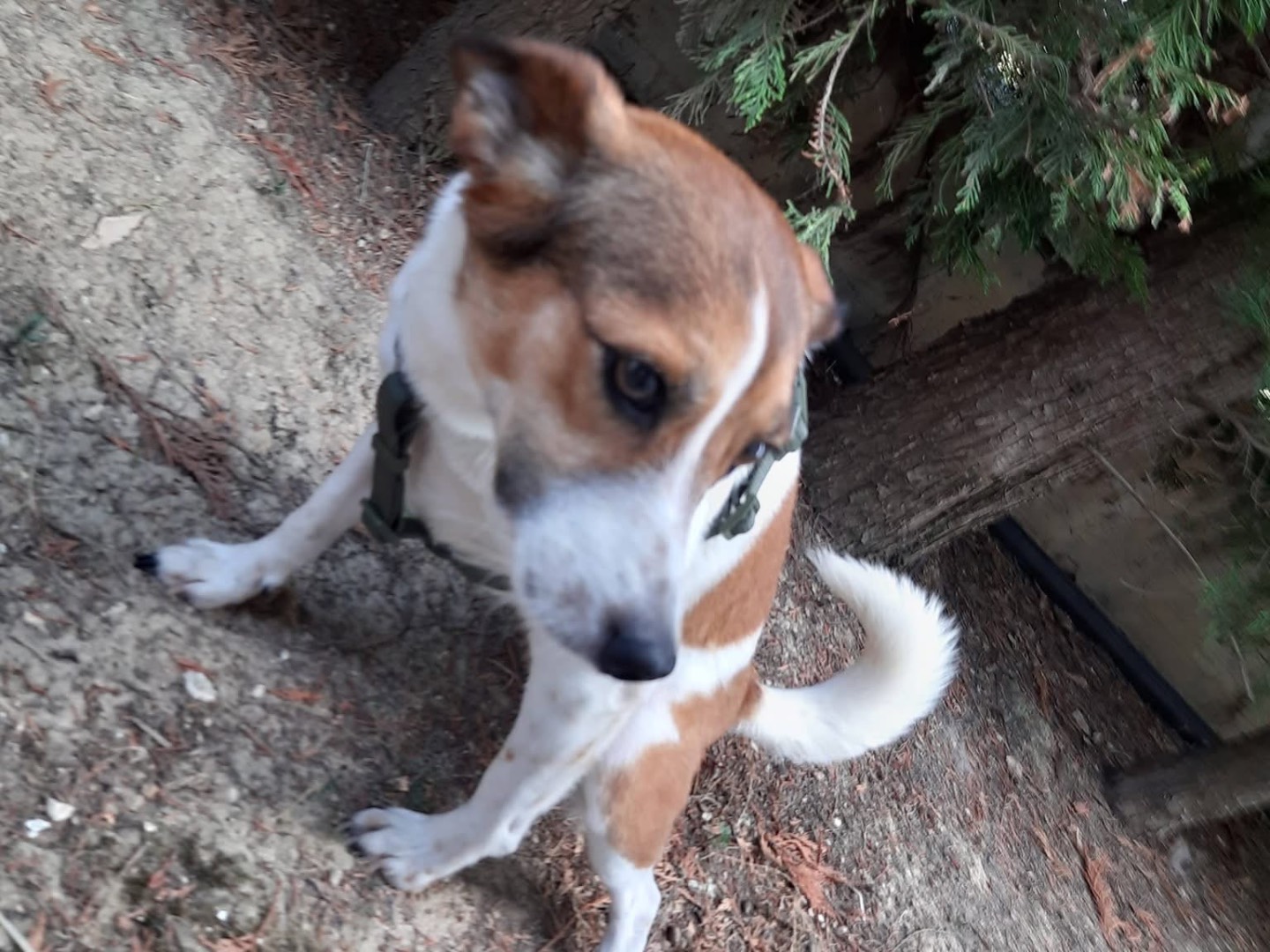Adotta il cane Mila  a Pescara