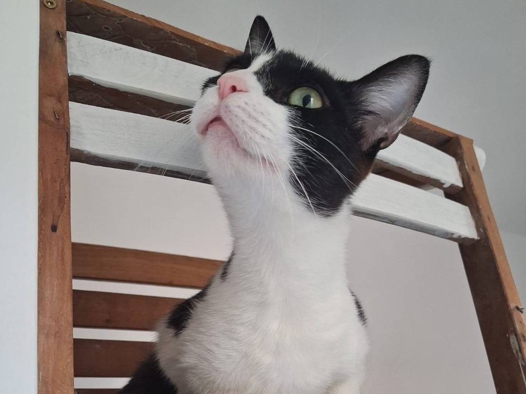 Adozione gatto, femmina, Razza sconosciuta Razza sconosciuta, 1 anno e 10 mesi, taglia non valida, Bologna