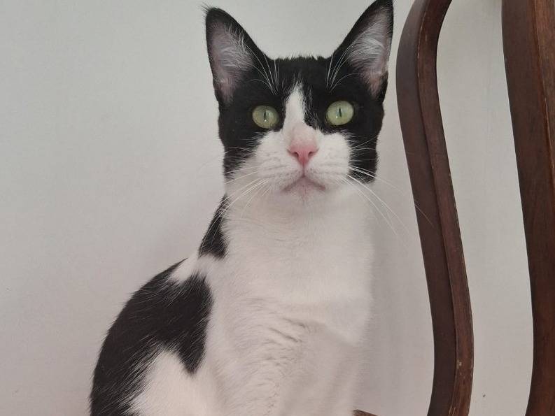 Adotta un gatto, femmina, 1 anno e 10 mesi, Bologna