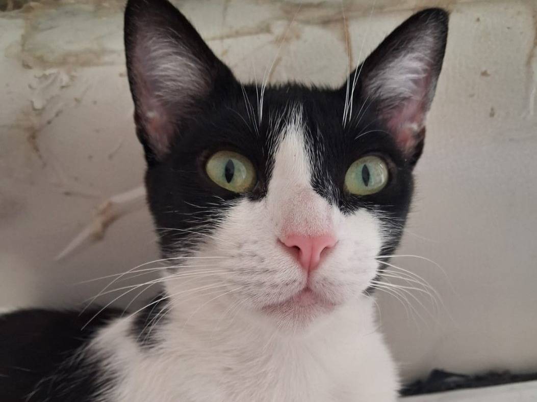 Adotta un gatto, taglia non valida, femmina, Bologna