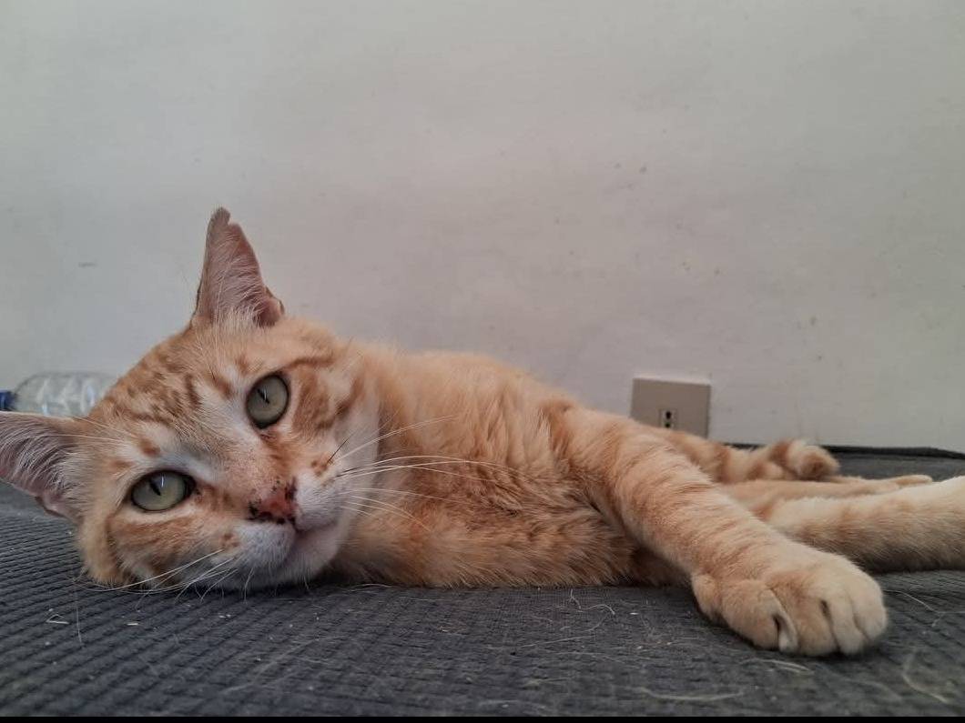Adotta un gatto, maschio, 3 anni e 1 mese, Roma