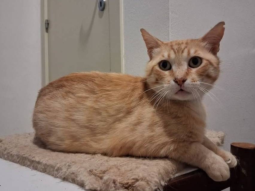 Adotta un gatto, taglia non valida, maschio, Roma