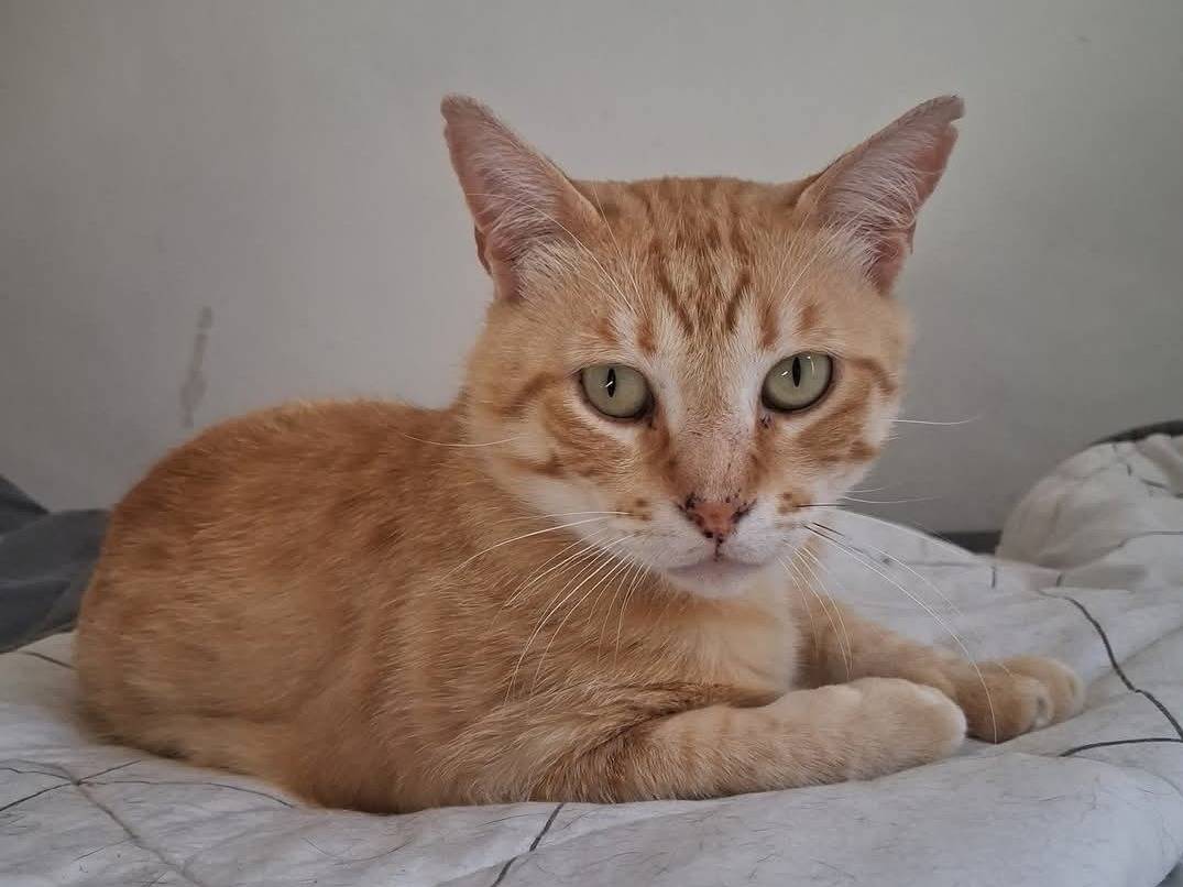 Vuoi adottare un gatto a Roma?