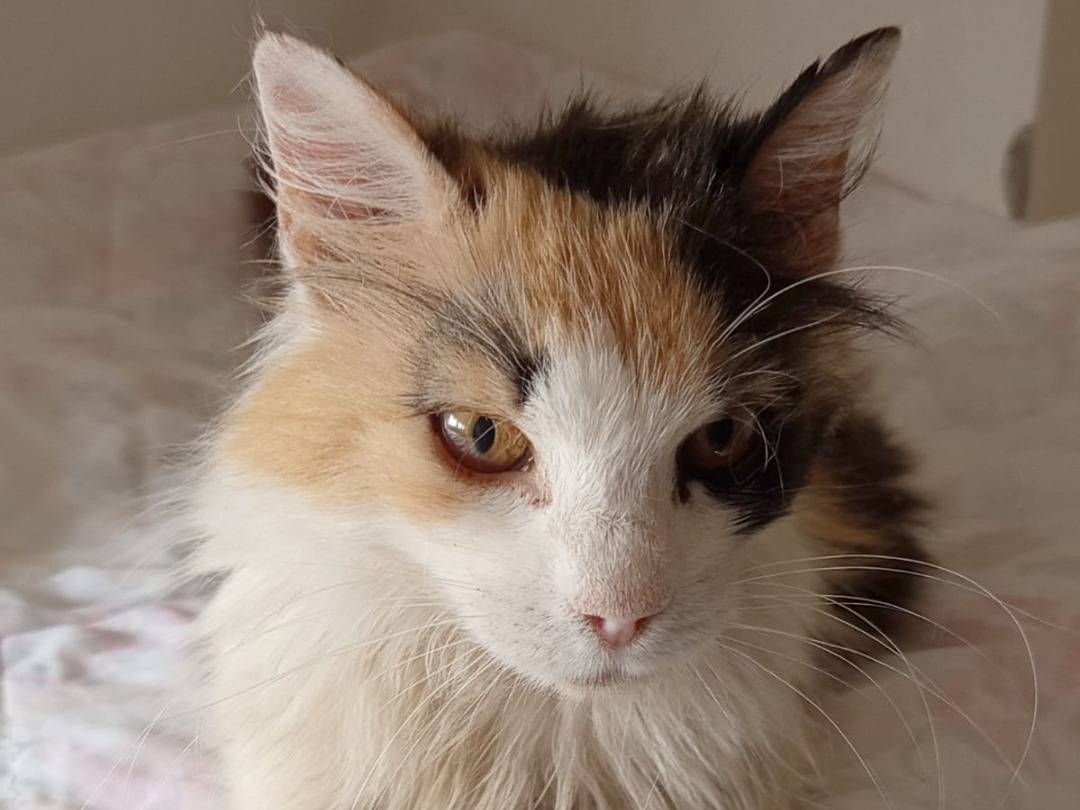 Vuoi adottare un gatto a Roma?