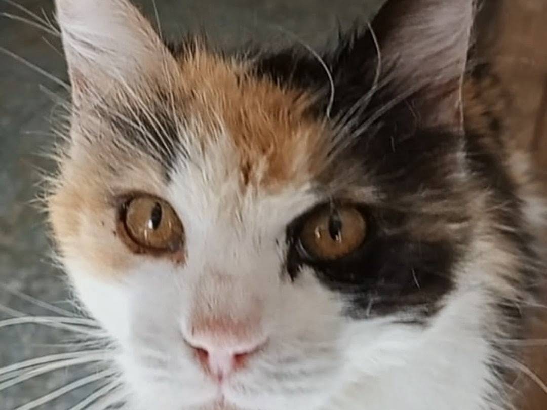 Adotta il gatto Anastasia a Roma