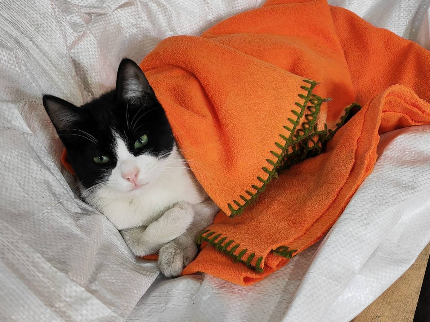 Adotta un gatto, maschio, 4 anni e 6 mesi, Genova