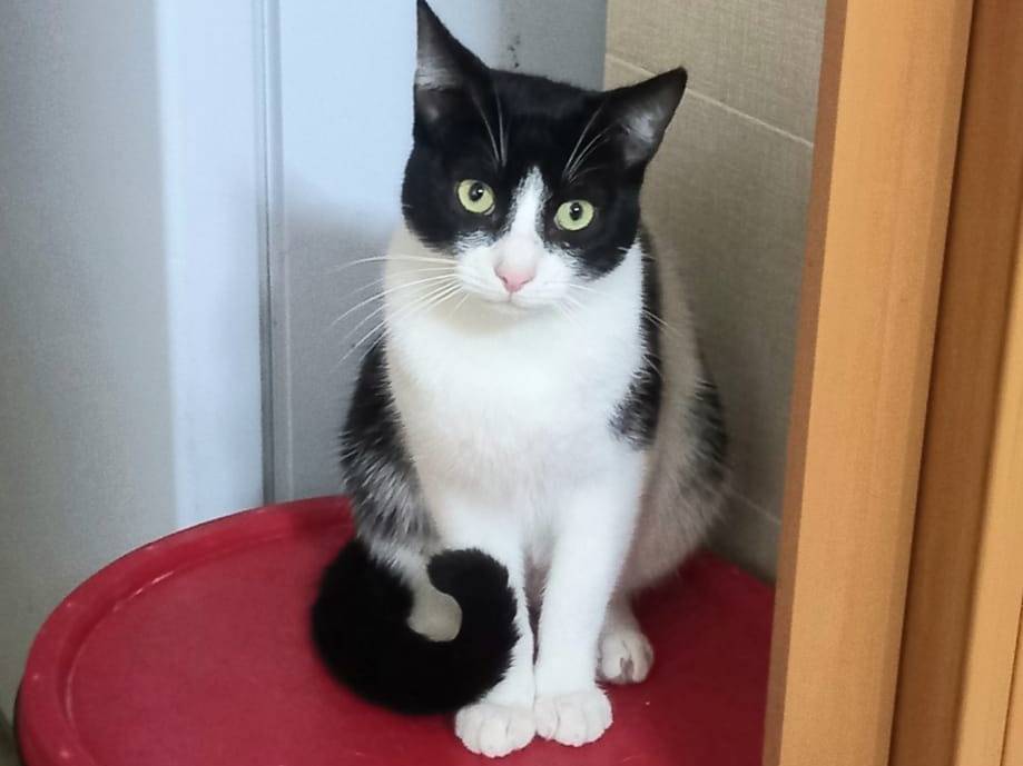 Adotta un gatto, taglia non valida, maschio, Genova