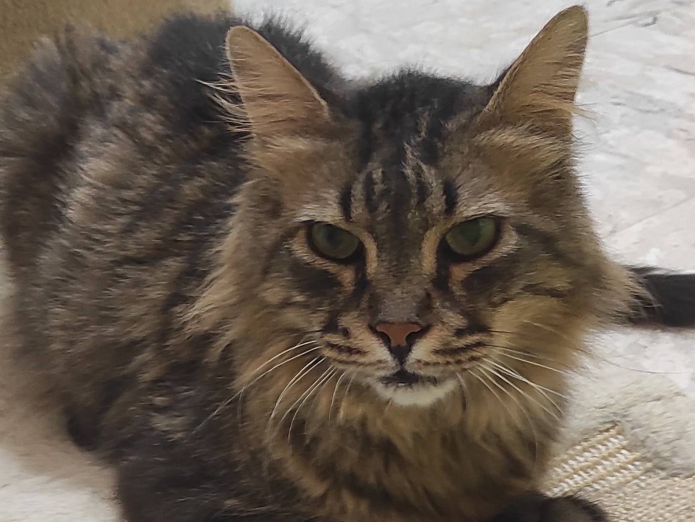 Adotta un gatto, maschio, 9 anni e 8 mesi, Brescia