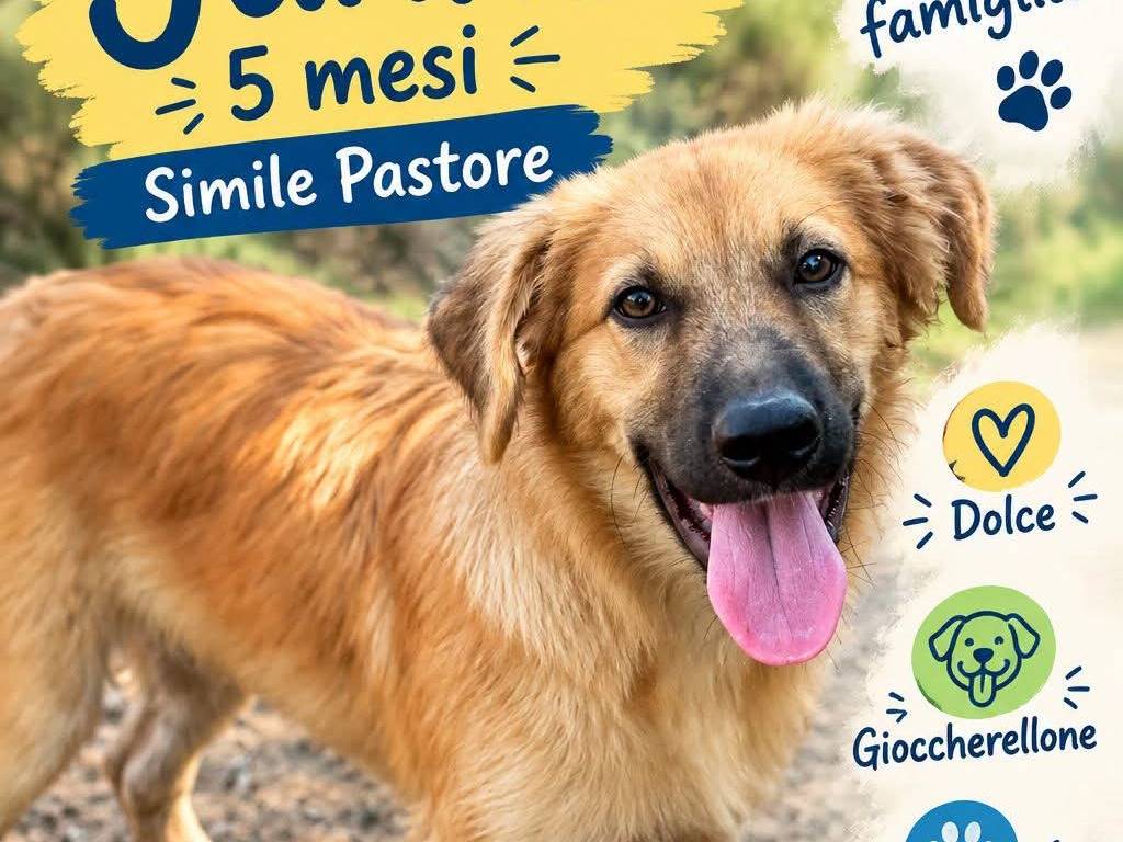 Adozione cane, maschio, Razza sconosciuta Razza sconosciuta, 5 mesi, taglia media, Vibo
