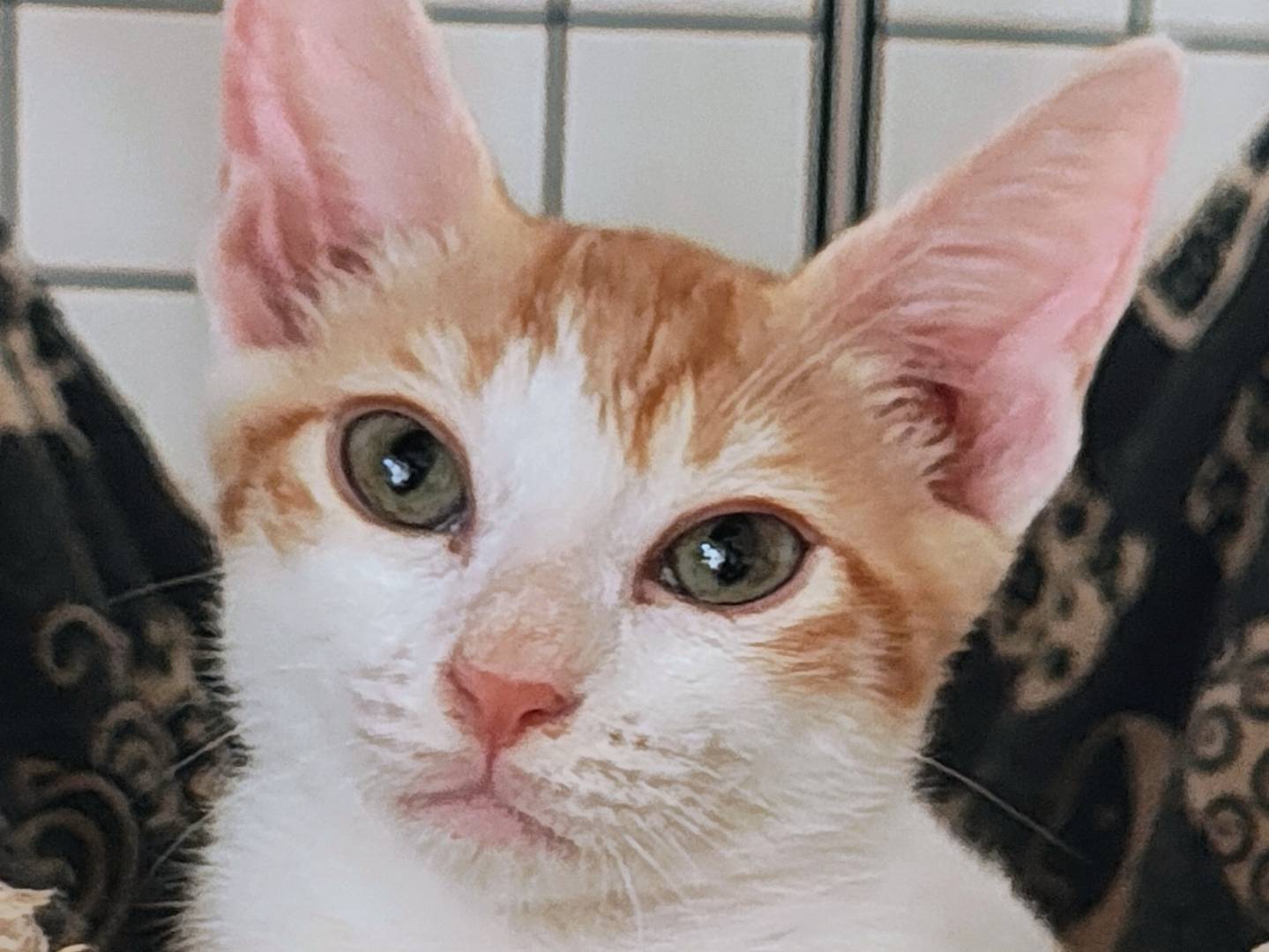 Adozione gatto, maschio, Razza sconosciuta Razza sconosciuta, 2 mesi, taglia non valida, Bari